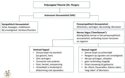 porges-polyvagaal-theorie-uitleg