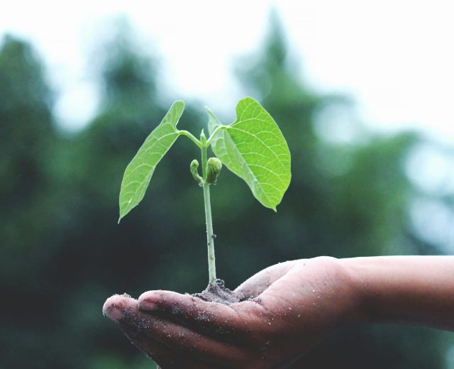 Focusing plaatje plant